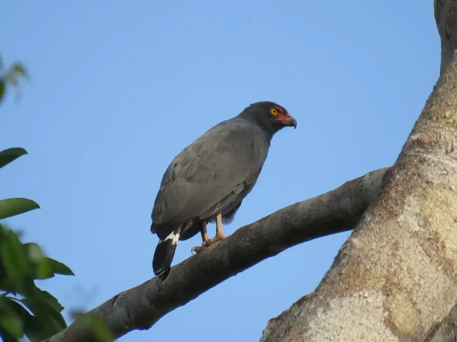 File:Buteogallus schistaceus 155717735.jpg