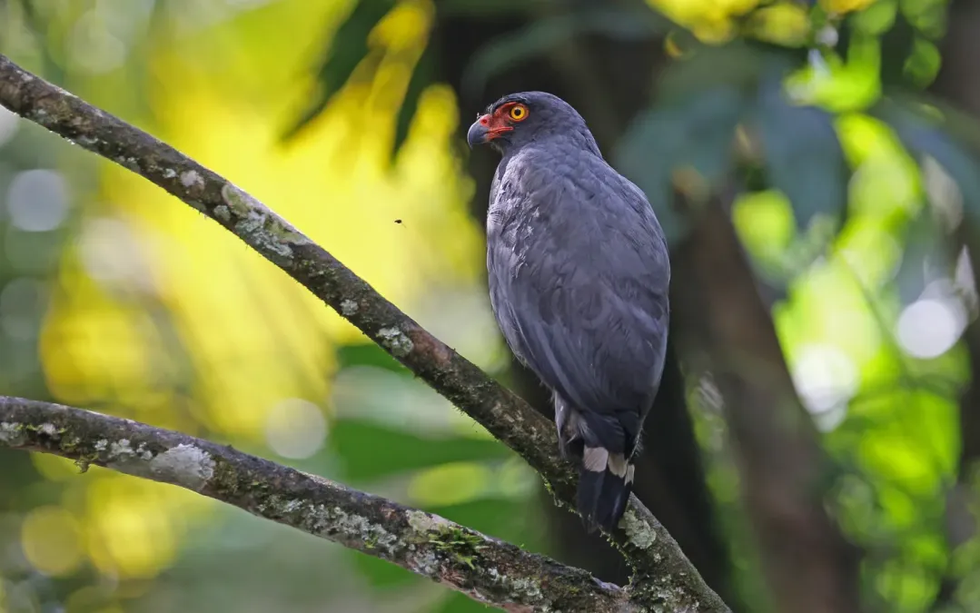 File:Buteogallus schistaceus 160353573.jpg