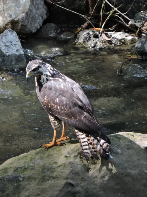 File:Buteogallus anthracinus 455547408.jpg