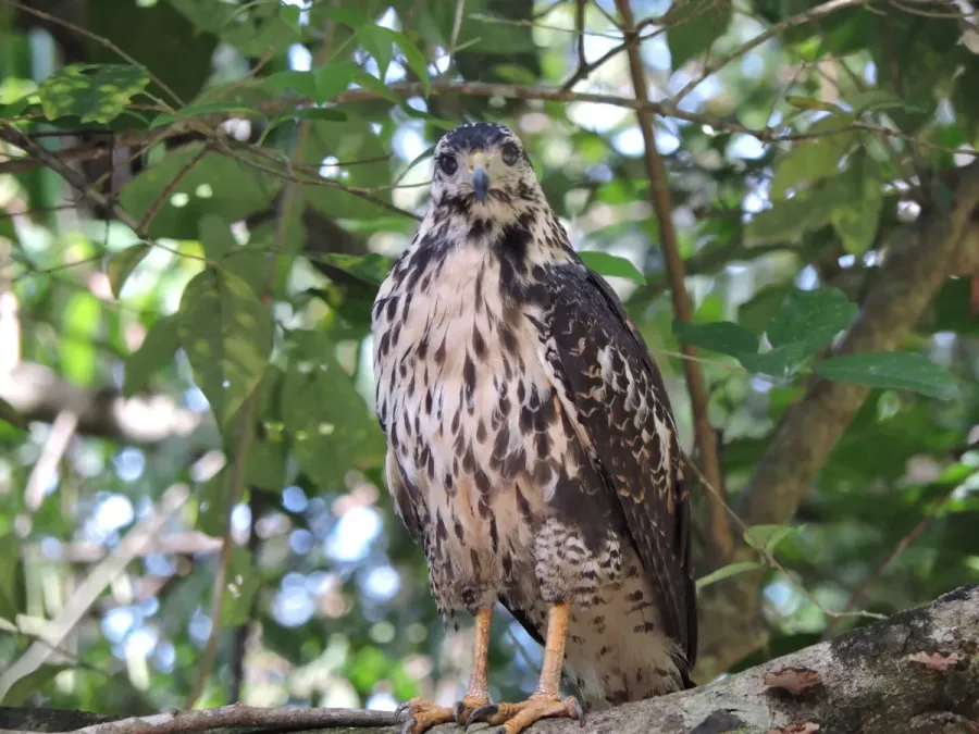 File:Buteogallus anthracinus 456671528.jpg