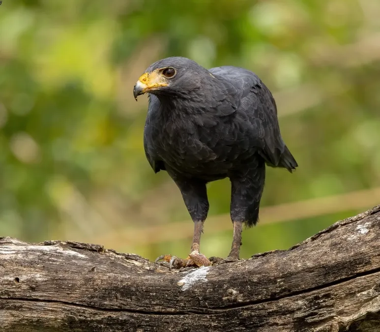File:Buteogallus anthracinus 432870668.jpg