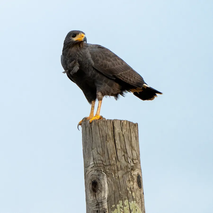 File:Buteogallus anthracinus 384160169.jpg
