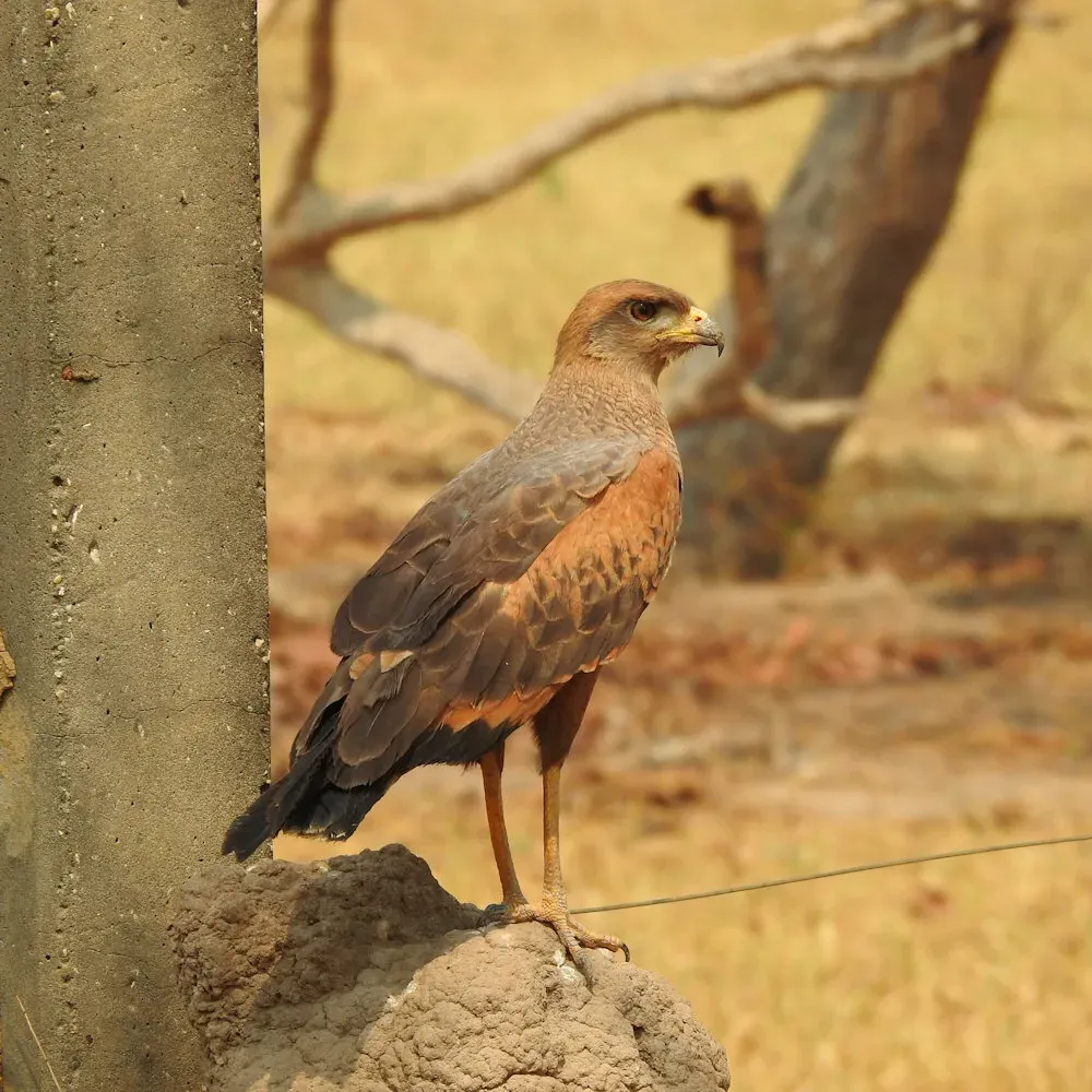 File:Buteogallus meridionalis 445400096.jpg