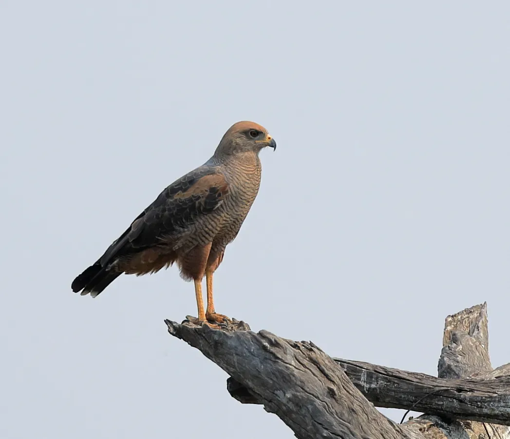 File:Buteogallus meridionalis 428605322.jpg