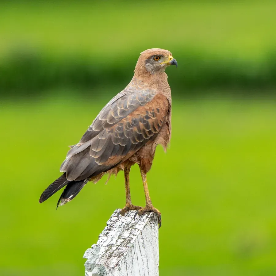 File:Buteogallus meridionalis 394038512.jpg
