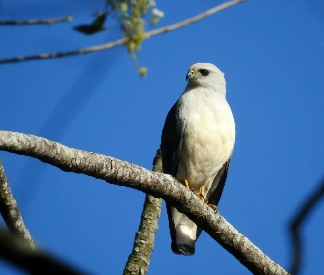 File:Buteogallus lacernulatus 453130918.jpg