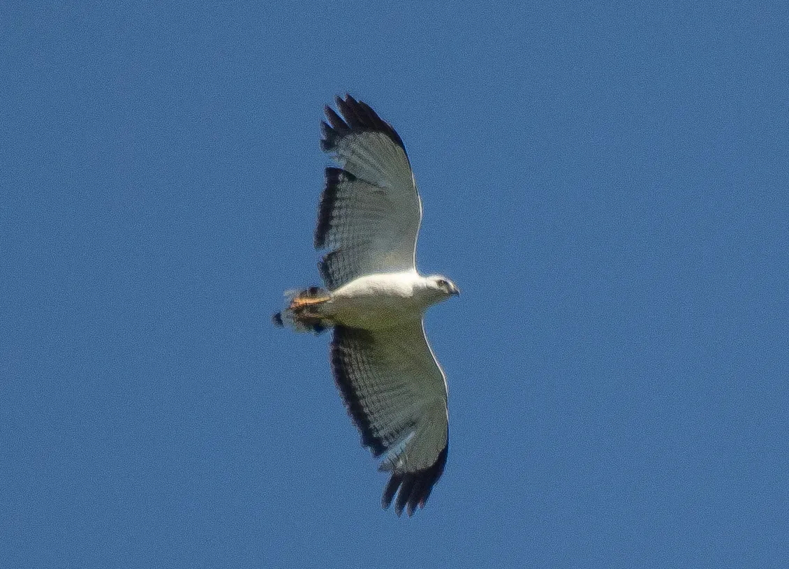 File:Buteogallus lacernulatus 453697857.jpg