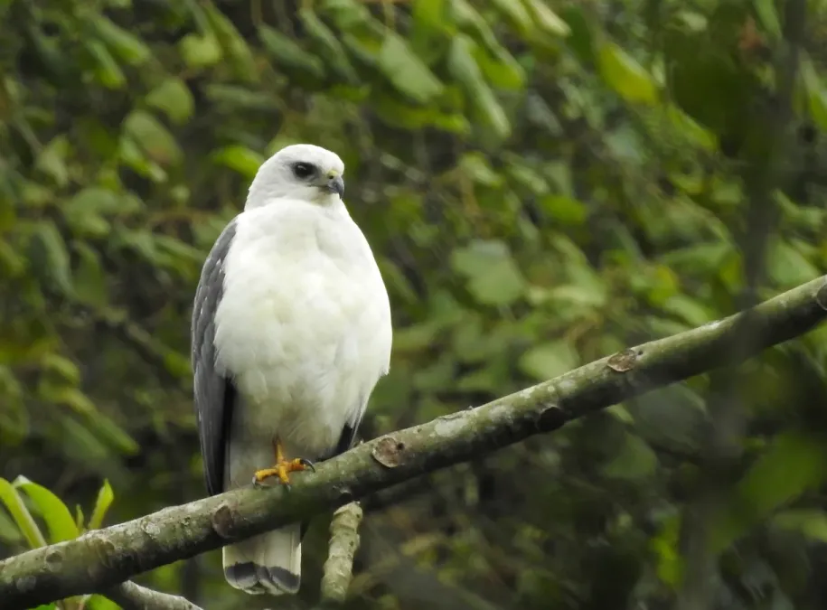 File:Buteogallus lacernulatus 431696295.jpg