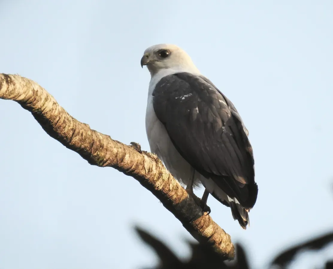 File:Buteogallus lacernulatus 421263653.jpg