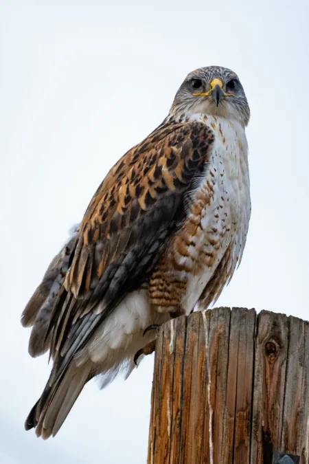 File:Buteo regalis 458755260.jpg