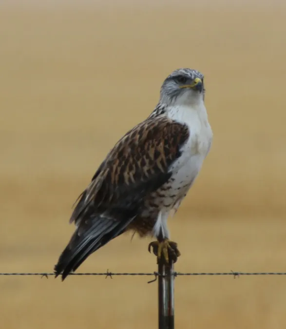 File:Buteo regalis 453202622.jpg