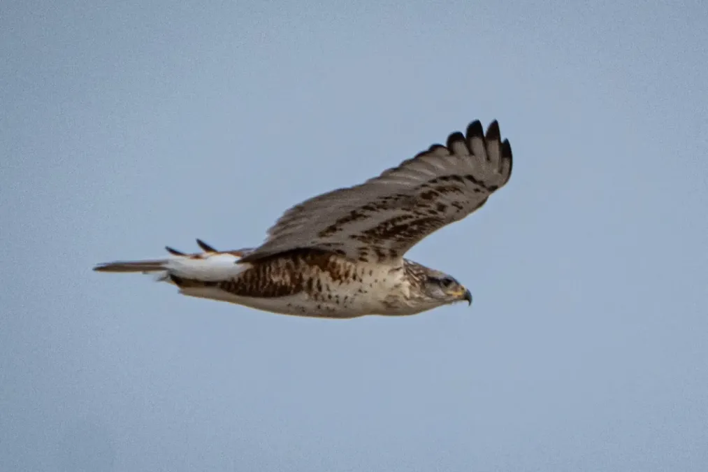 File:Buteo regalis 458755252.jpg