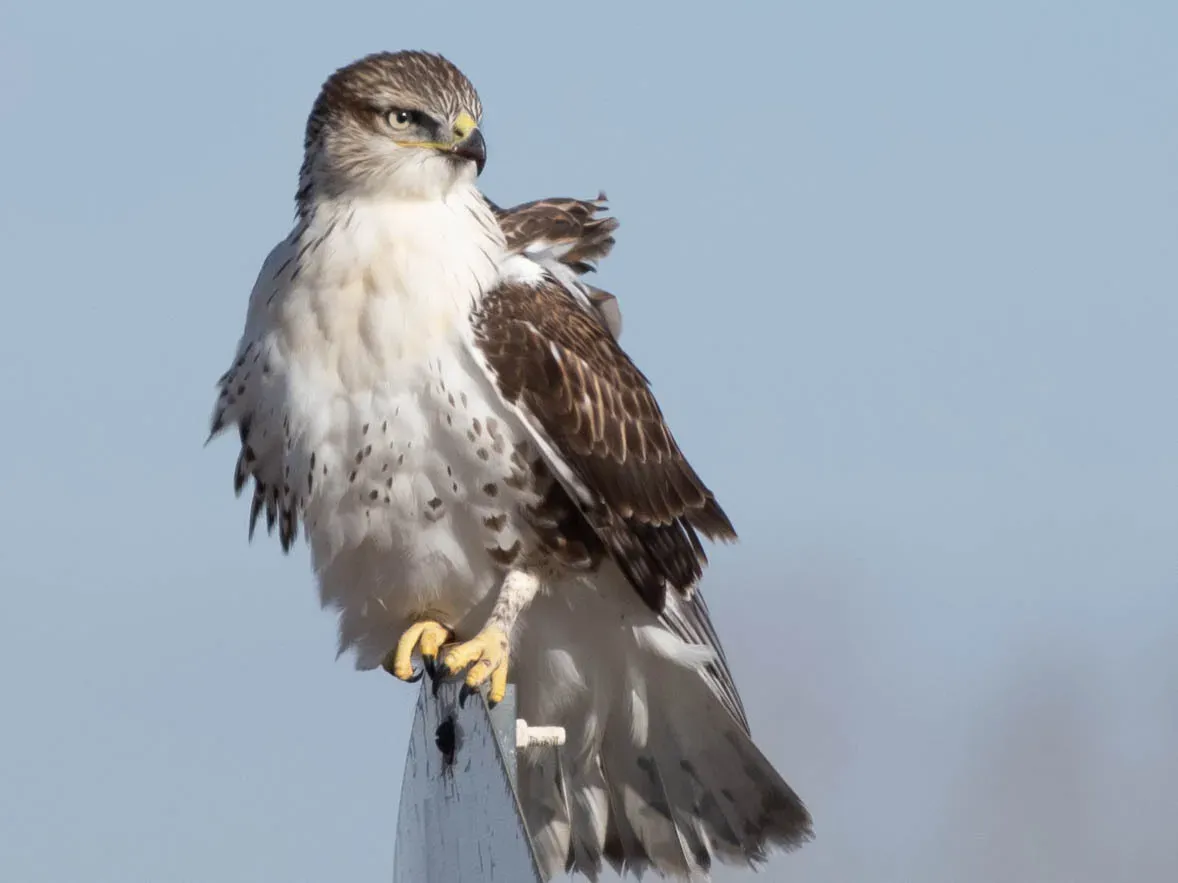 File:Buteo regalis 449697142.jpg