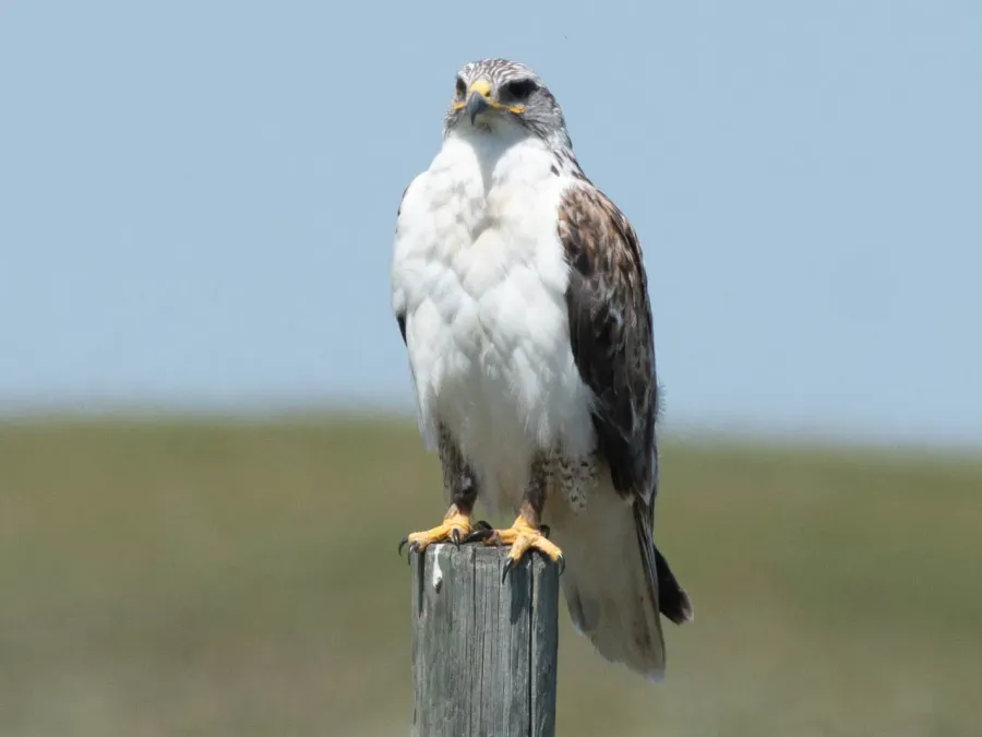 File:Buteo regalis 409127127.jpg
