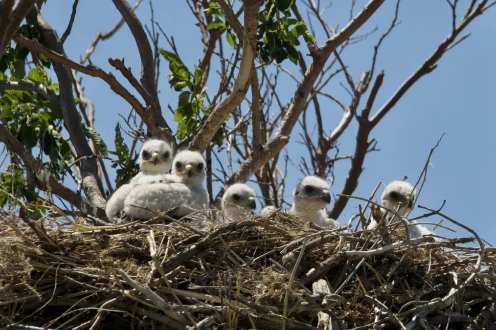 File:Buteo regalis 398010293.jpg