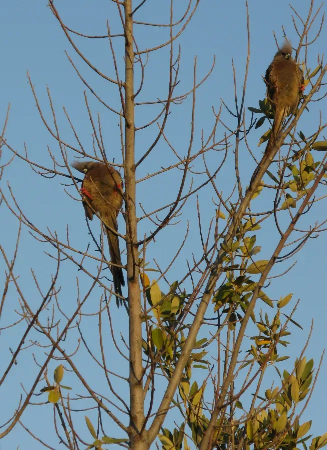File:White-backed Mousebird, Colius colius 5350.jpg