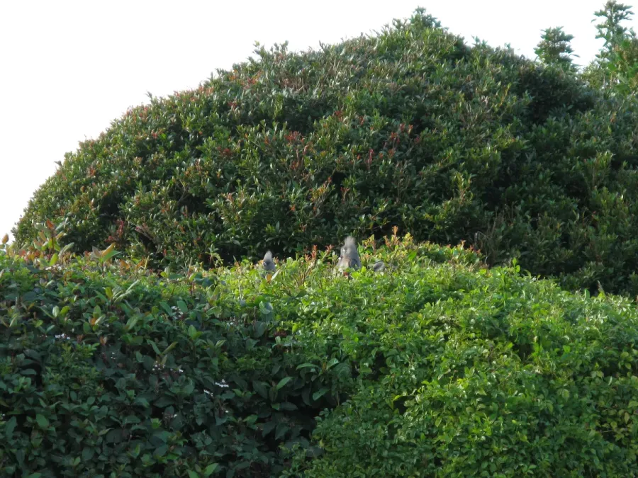 File:White-backed Mousebird, Colius colius 5286.jpg