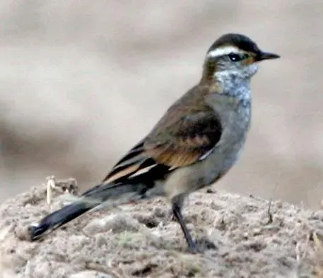 File:Cinclodes fuscus 1.jpg