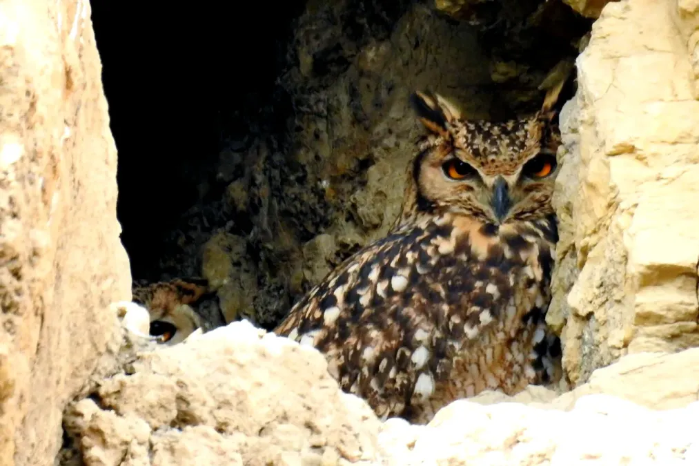 File:Bubo ascalaphus, Aïn Taghrout, Algeria 1.jpg