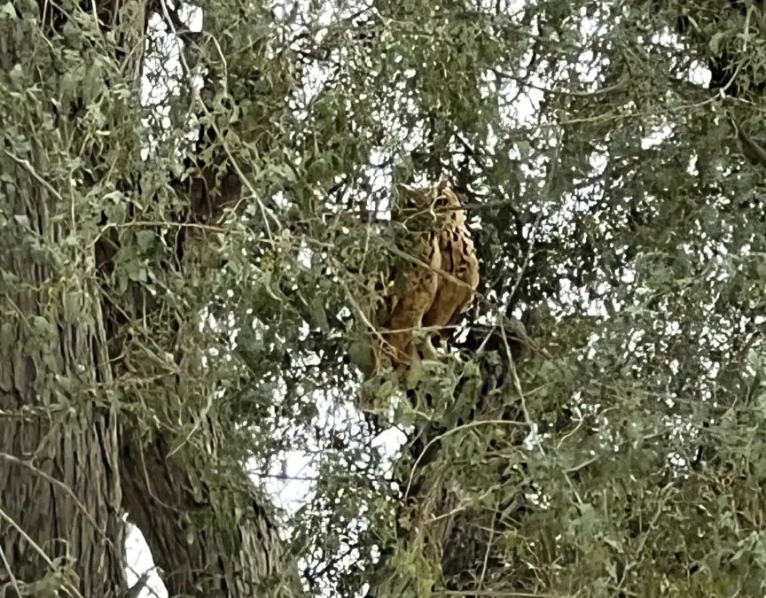 File:Bubo ascalaphus, Al Lisaili, Dubai 1.jpg