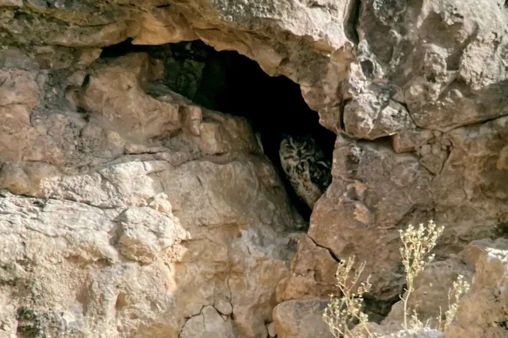 File:Bubo ascalaphus, Imider, Drâa-Tafilalet, Morocco 1.jpg
