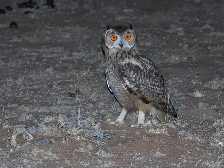 File:Bubo ascalaphus, Baqaa, Saudi Arabia 1.jpg