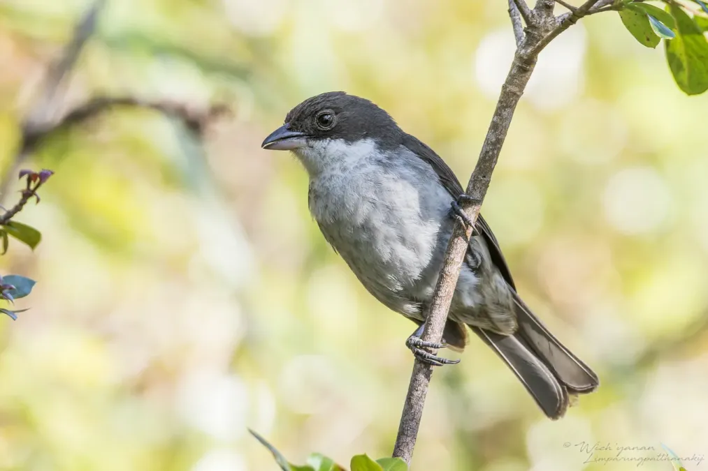 File:Nesospingus speculiferus 282337909.jpg