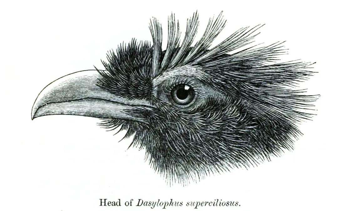 File:DasylophusSuperciliosus PZSL1873.jpg