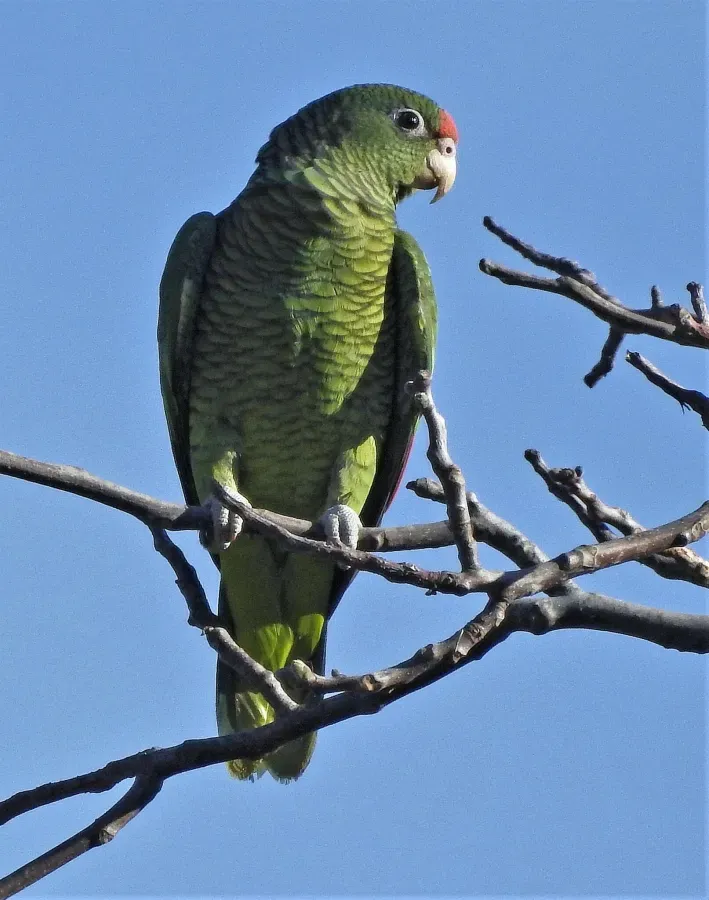 File:Amazona tucumana 303839946.jpg