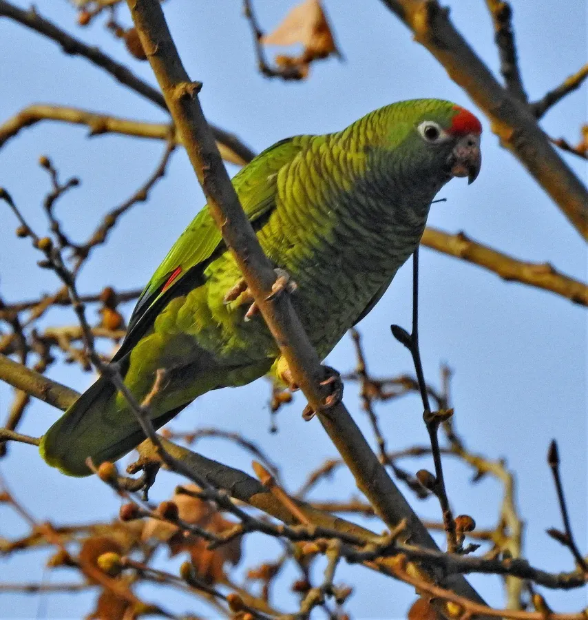 File:Amazona tucumana 303840811.jpg