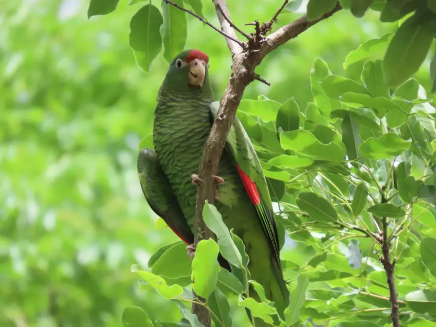 File:Amazona tucumana 456132693.jpg