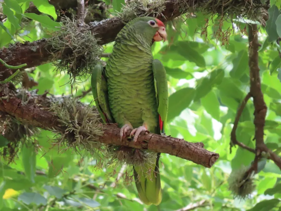File:Amazona tucumana 456132694.jpg