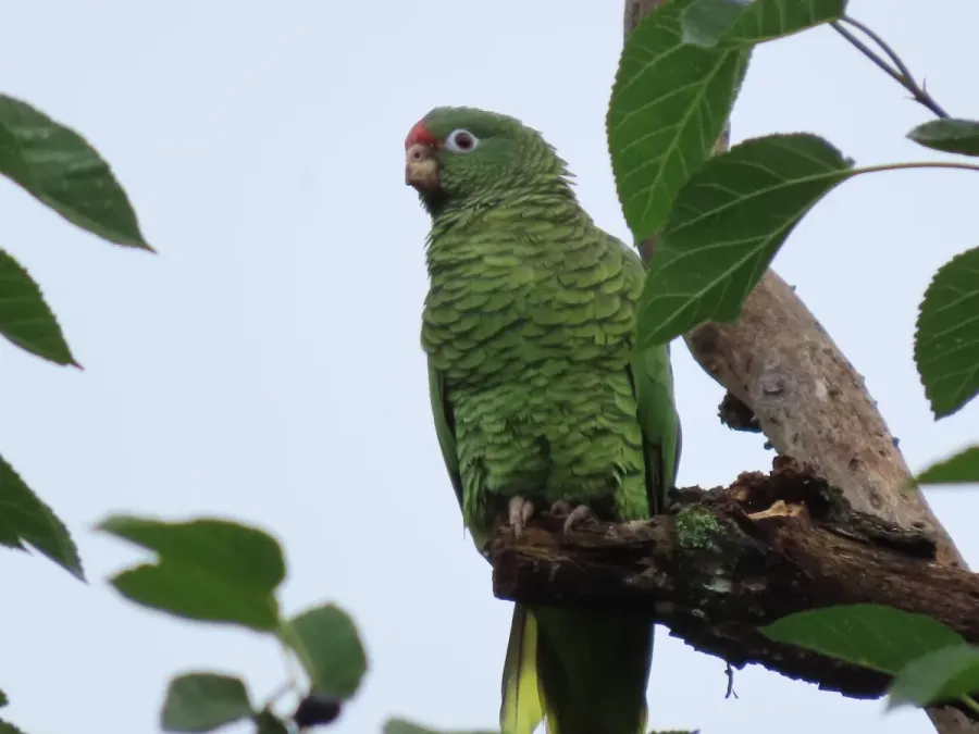 File:Amazona tucumana 456145425.jpg