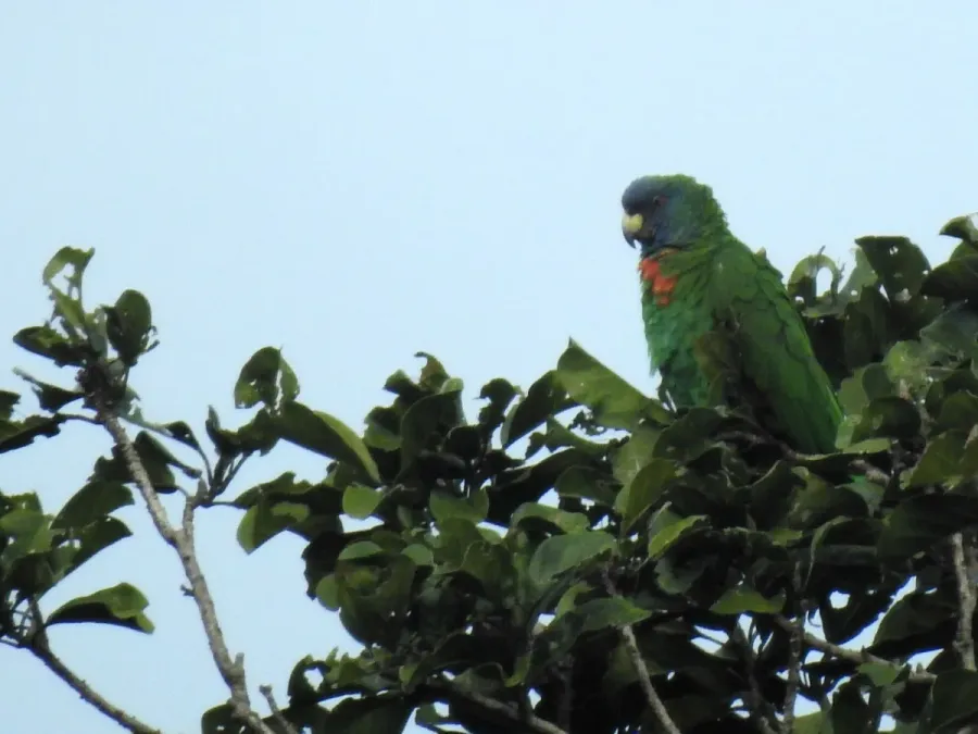 File:Amazona arausiaca 346005053.jpg