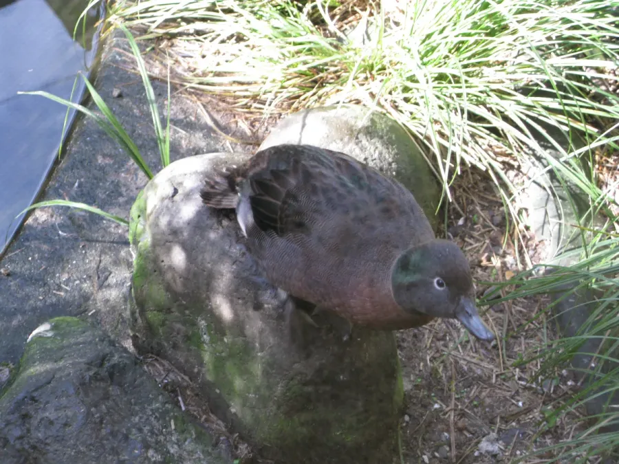 File:Anas nesiotis in Otorohanga Kiwi House.jpg