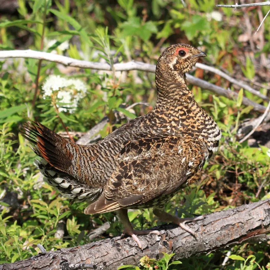 File:Falcipennis canadensis GJ.jpg