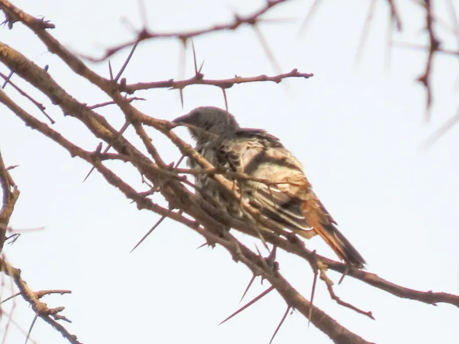 File:Histurgops ruficauda 258416520.jpg