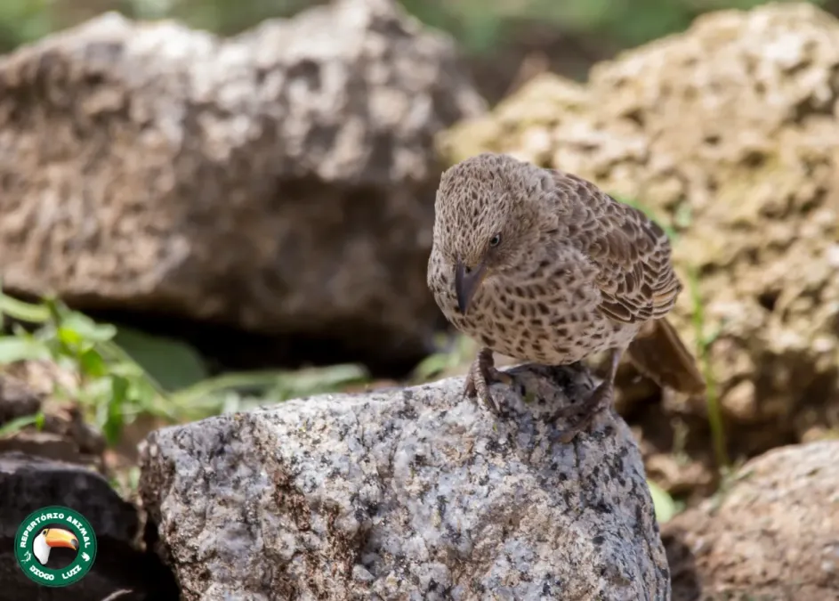 File:Histurgops ruficauda 64716350.jpg