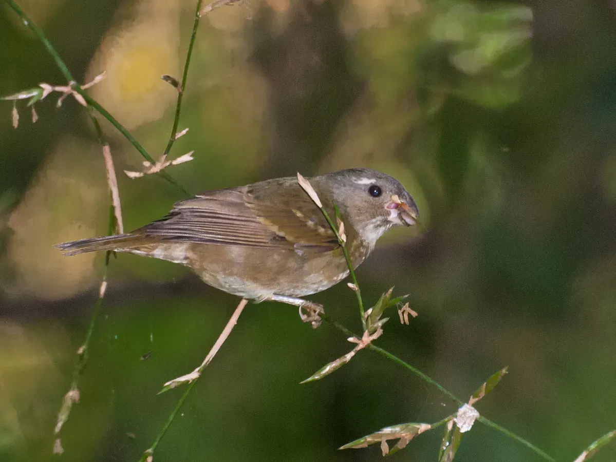 File:Sporophila frontalis -Parque Estadual da Serra da Cantareira, Sao Paulo, Brazil-8.jpg