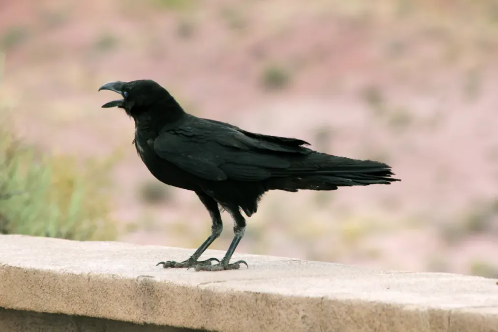 File:Corvus cryptoleucus Arizona 2.jpg