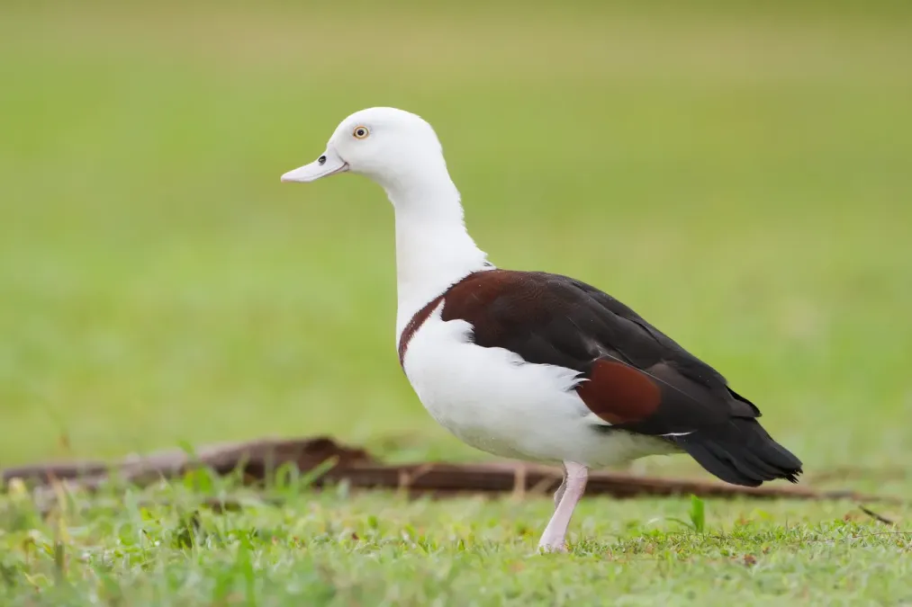 File:Tadorna radjah - Centenary Lakes.jpg