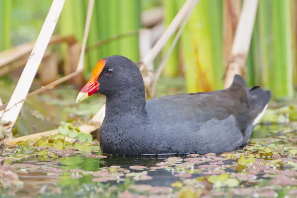 File:Gallinula tenebrosa - Daintree Villiage.jpg