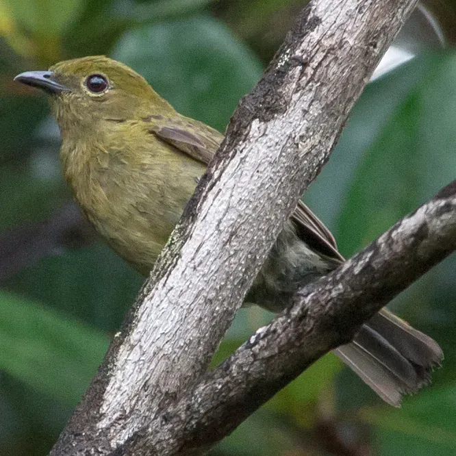 File:Xenopipo uniformis Olive Manakin; eastern Venezuela 2.jpg