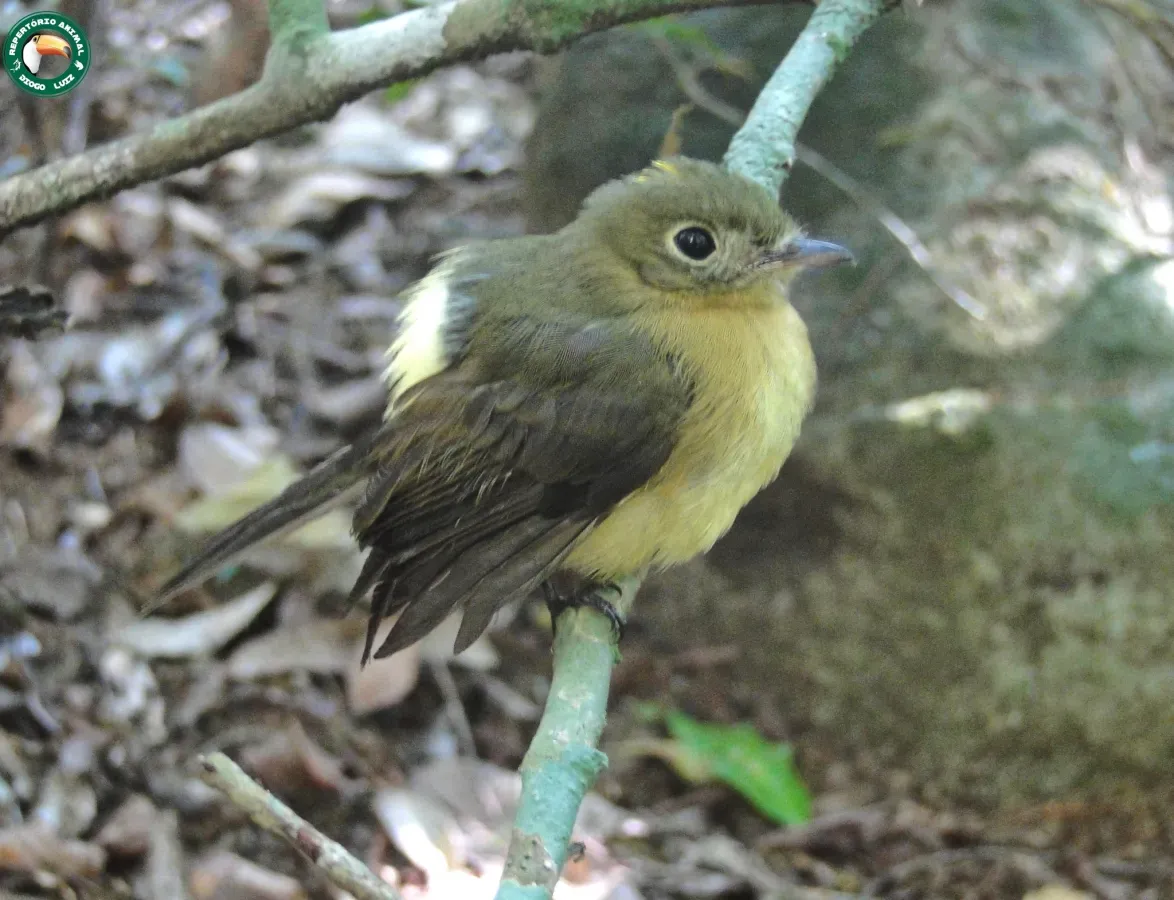 File:Myiobius barbatus 54524417.jpg