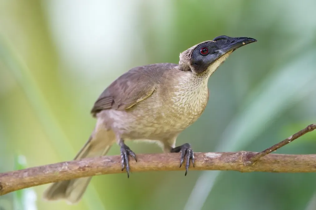 File:Philemon buceroides (Daintree, Australia).jpg