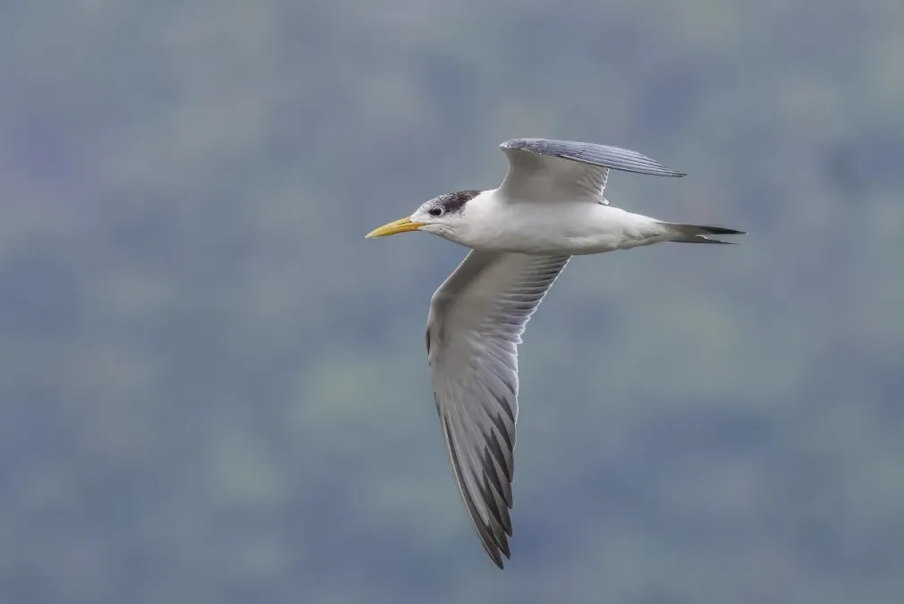 File:Great crested tern (Thalasseus bergii cristatus) in flight Moorea.jpg