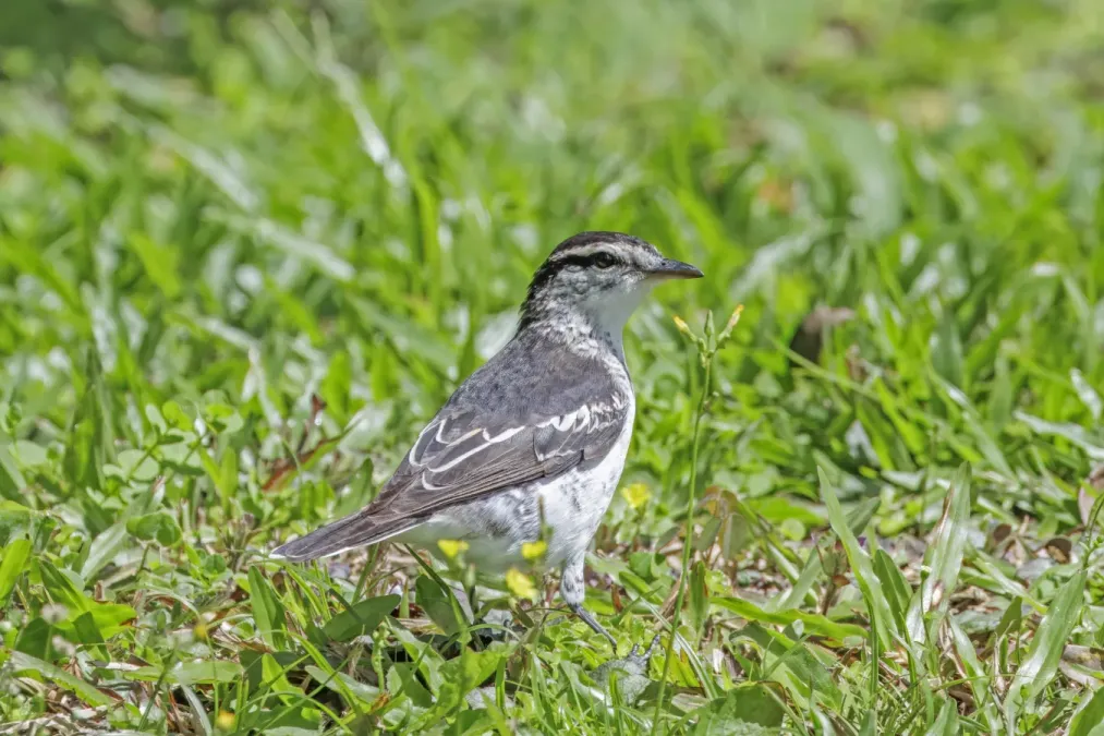 File:Polynesian triller (Lalage maculosa maculosa) Upolu.jpg