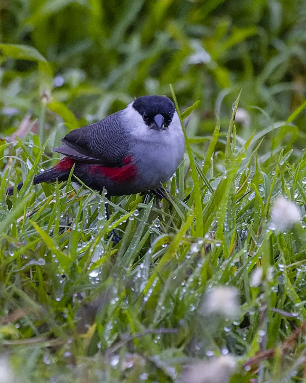 File:Estrilda kandti 369643389.jpg