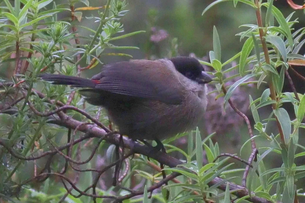 File:Estrilda kandti 190378875.jpg