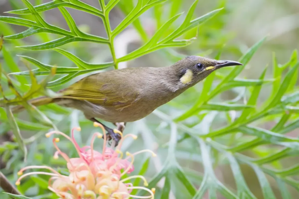 File:Meliphaga gracilis - Julatten.jpg